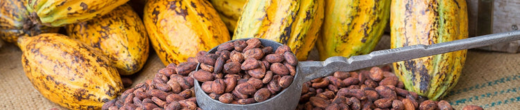 Cacao Toutes les variétés et leurs principaux bienfaits Venchi Store — free download